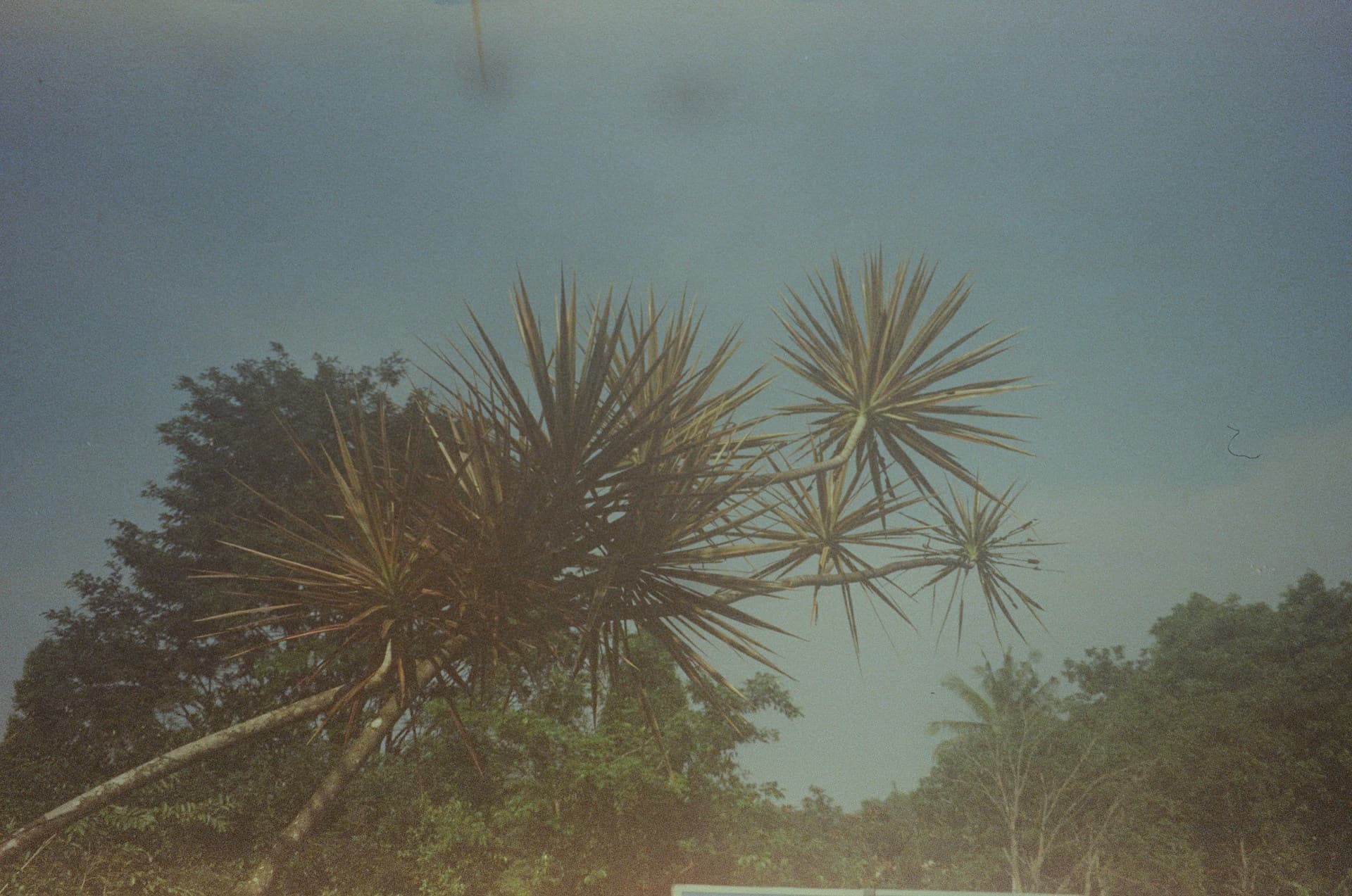 Digital Detox: Why Kenyans Are Rediscovering Analog Hobbies